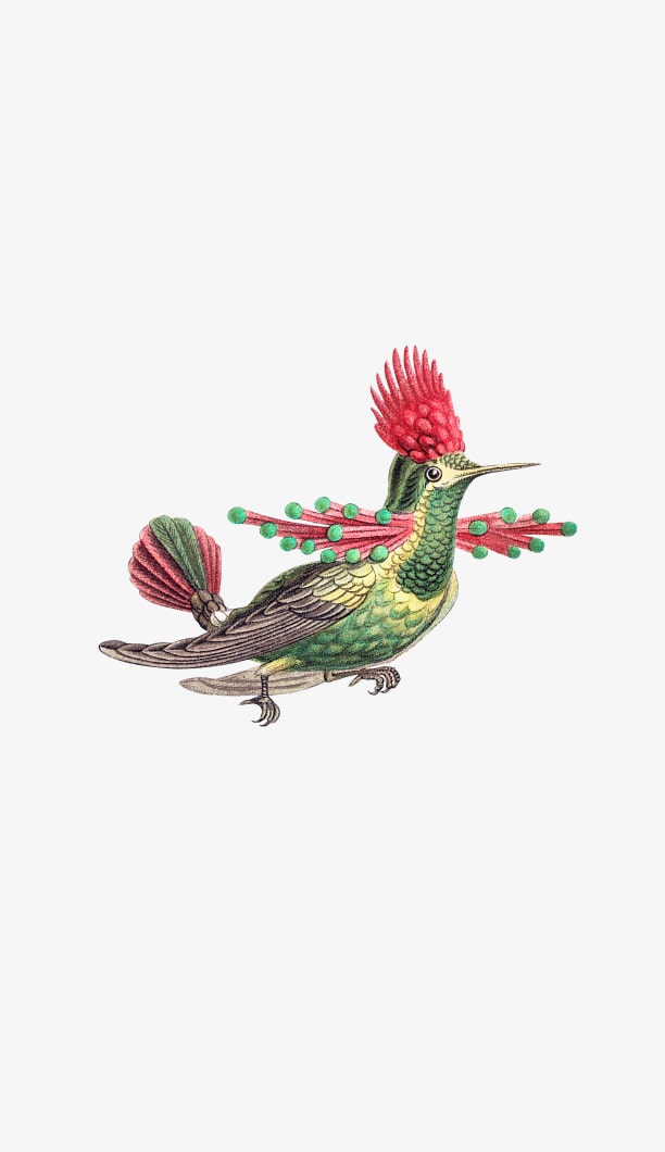 Illustrazione di un colibrì